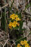 Hoary puccoon